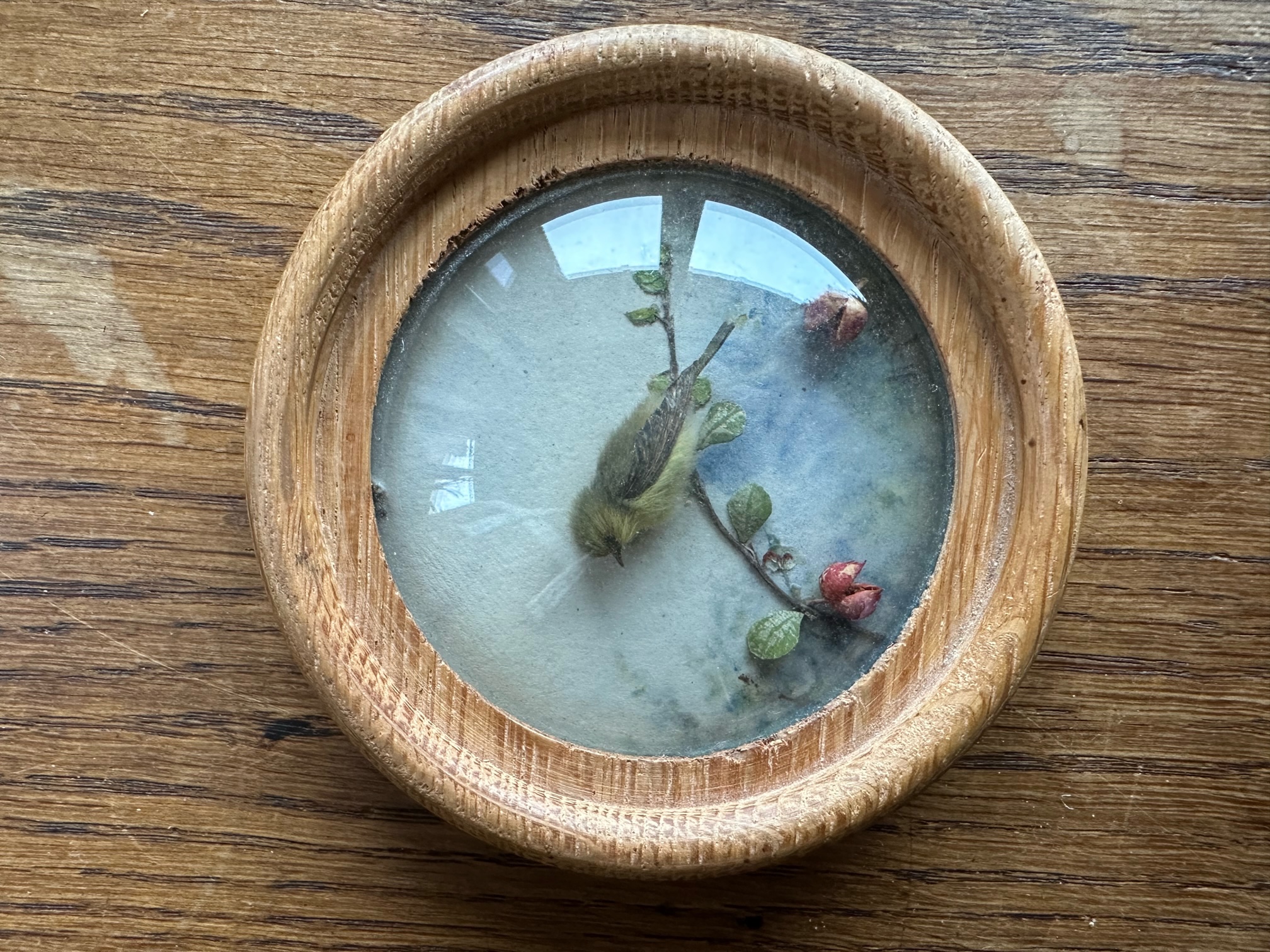 Wood Warbler (Version 4)